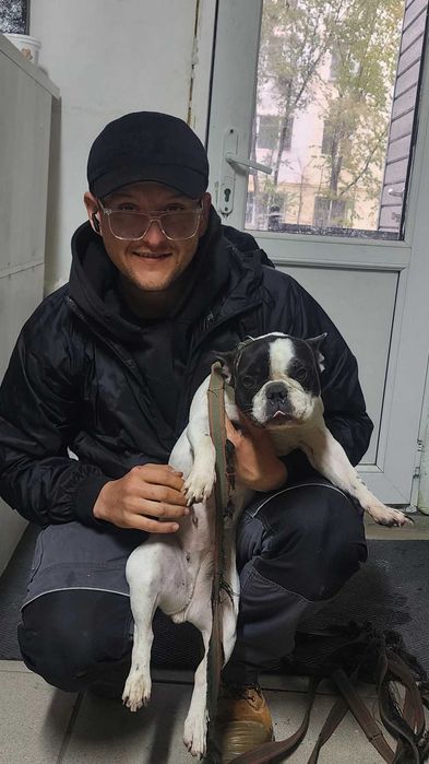 Очаровательный французский бульдог (девочка)