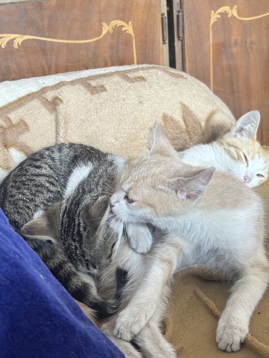 Отдам котят в дотрые руки
