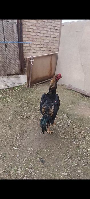 Бойцовый петух китайц