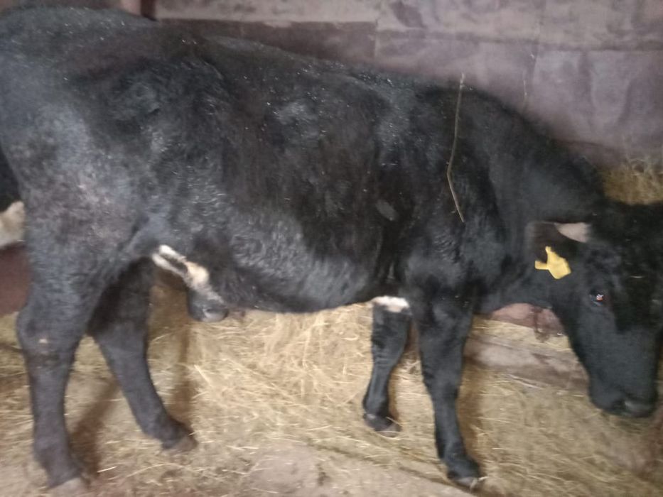 Продам молодняк крс