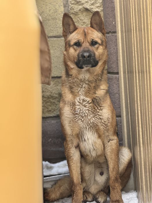 Ищем дом для молодого кабеля Алекса.