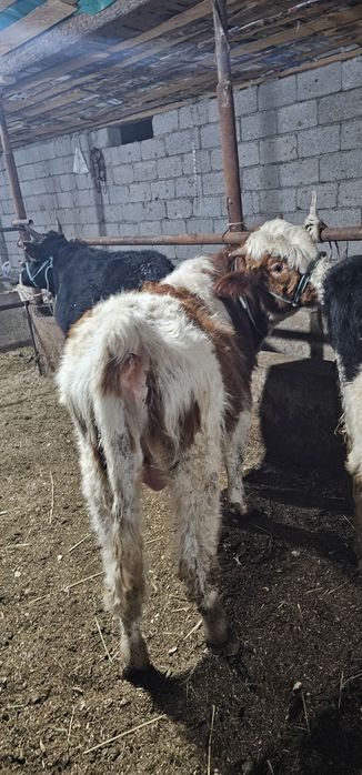 Симменталь пародалы  өгіз сатылады