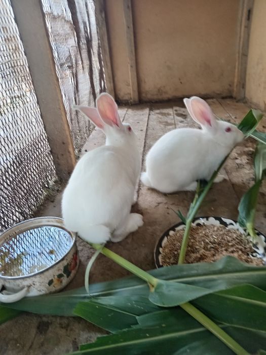 Quyonlar sotiladi 1 qiz 1 ogil