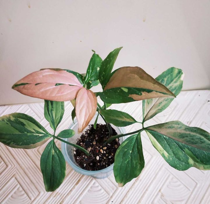 Молодые сингониумы Би колор символизирует удачу и процветание