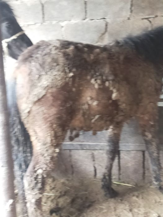 Продам жабагы 11месяц