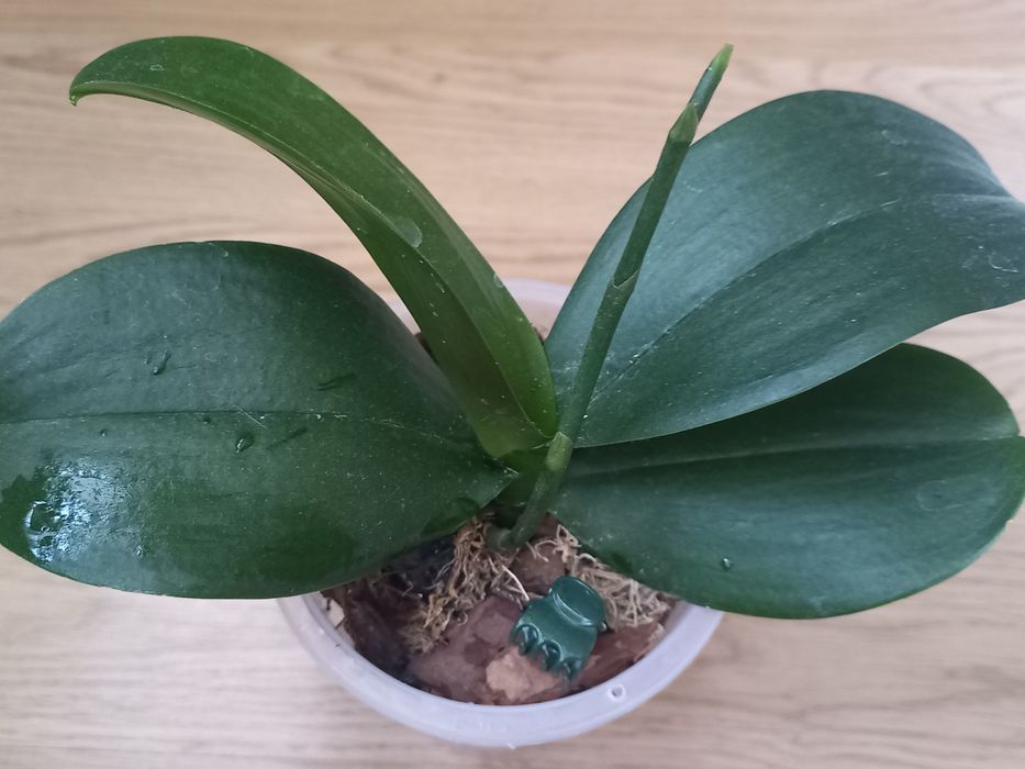 Продам орхидеи(Голландия, Азия)