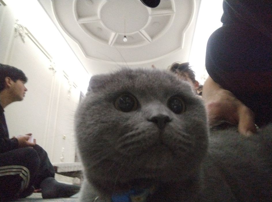 Skotish fold ugil bola mushug