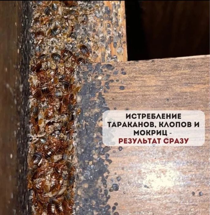 Дезинфекция от насекомых