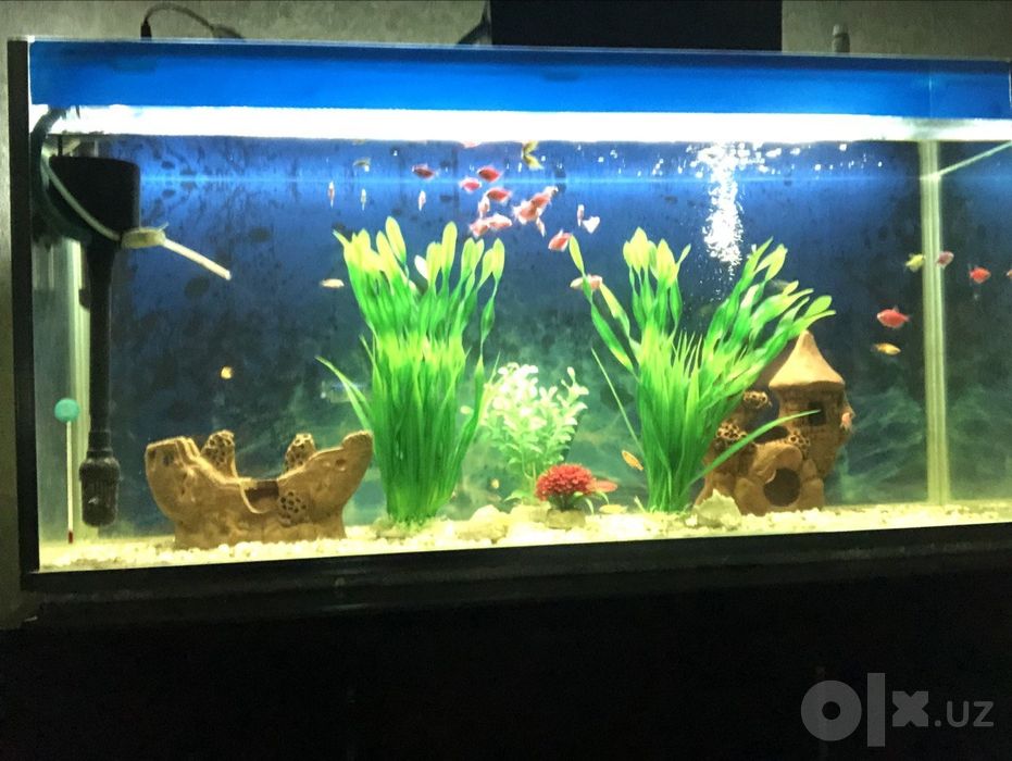 Akvarin sotilad baligʻlar bilan filtrlar blan kamplekt tursh pastafkal