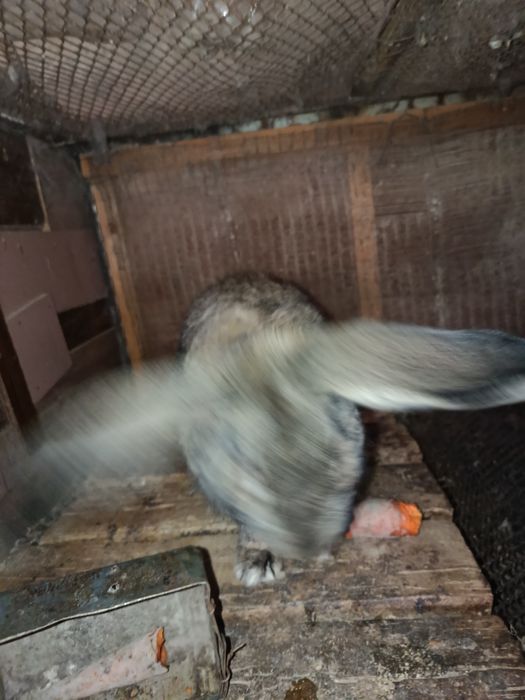 Flander 15 kunlik bolalari quyonlari sotiladi!