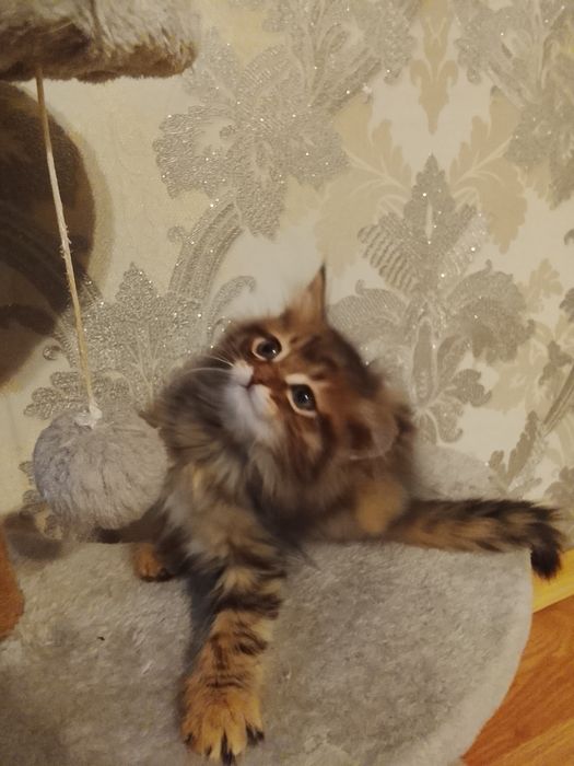 Продам породистого котенка