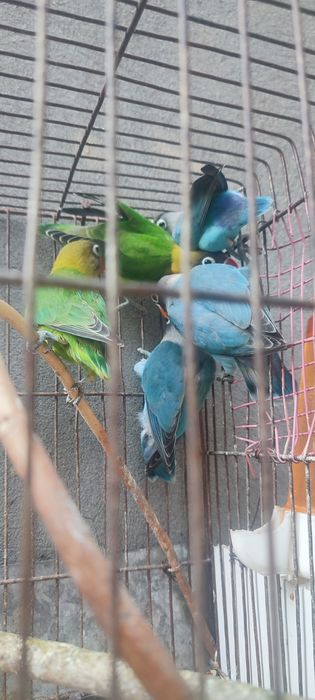 Продам.  Маска неразл.