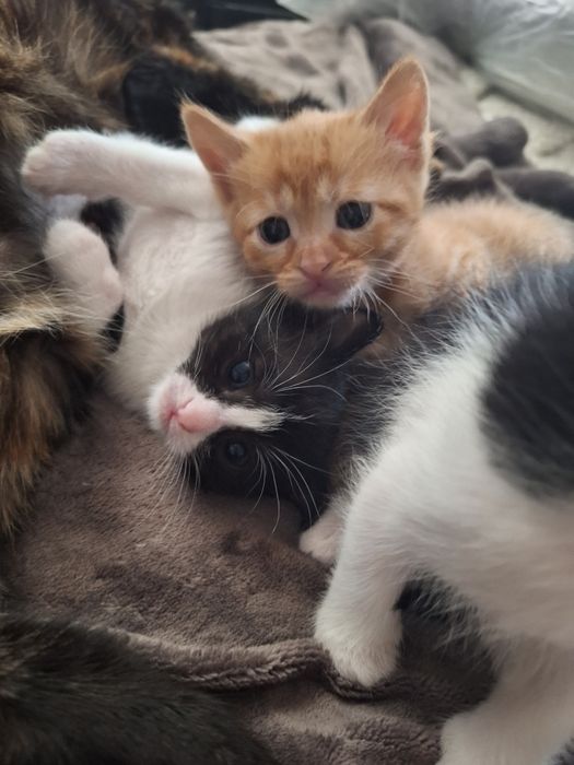 ПОДАРЯВАМ котенца