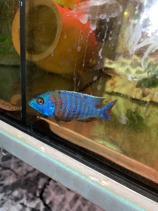 Продаются рыбки цихлиды