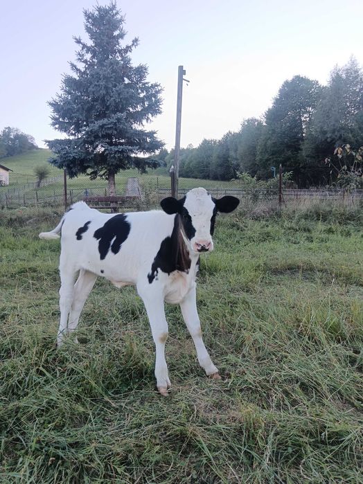 Vițică Holstein Friza