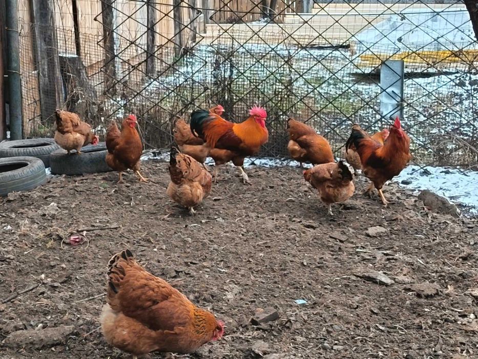 Ouă pentru incubat New Hampshire