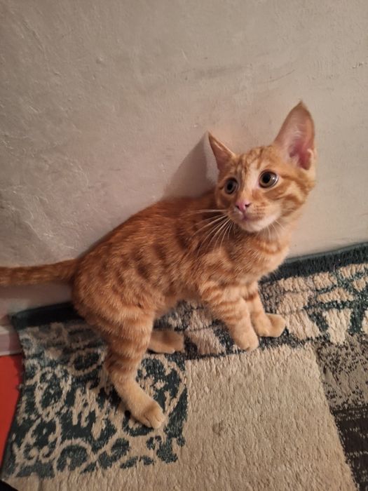 Кот отдам в хорошие руки