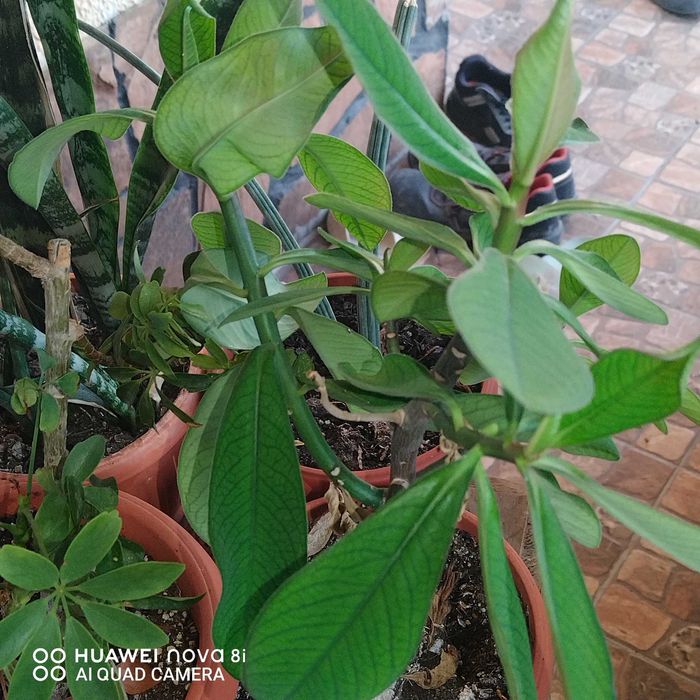 Цветя които ми се повтарят