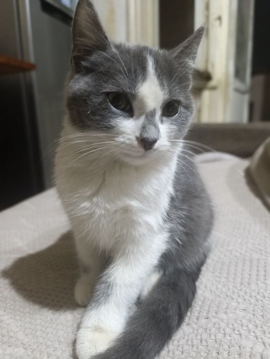 Котенок в добрые руки