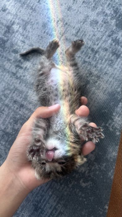 Отдам котенка в хорошие руки, рос в хороших условиях но без мамы кошки