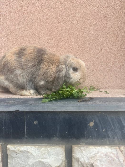 Karlik baran quyonlari