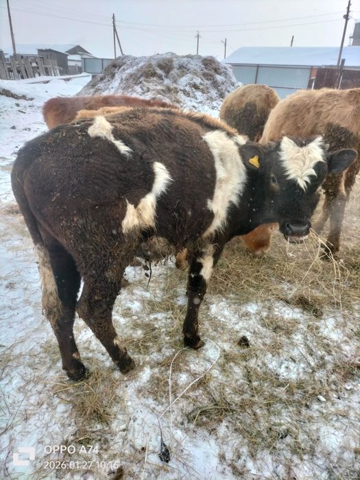 Продам 2телки 2 бычка