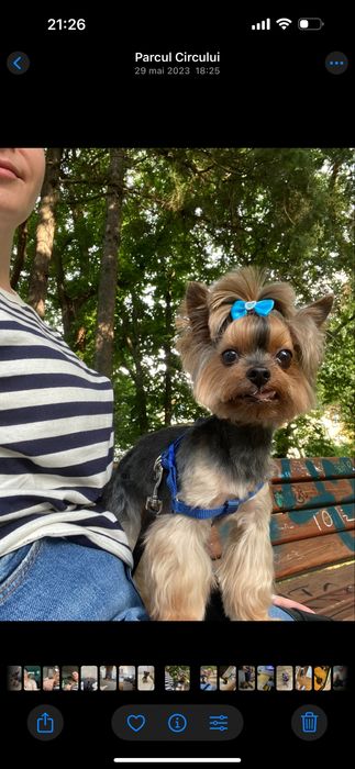 Pet sitter privat