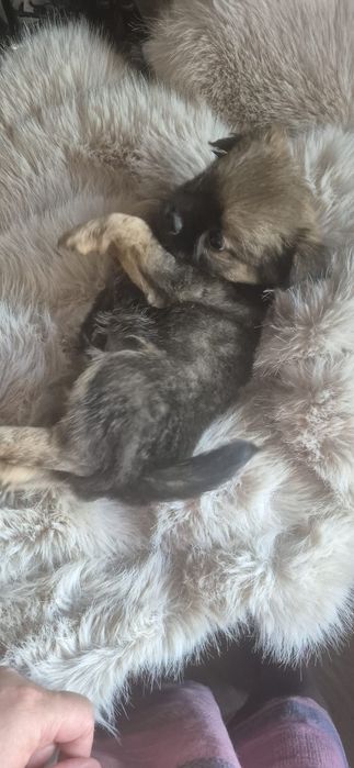 Chihuahua baietel cu acte