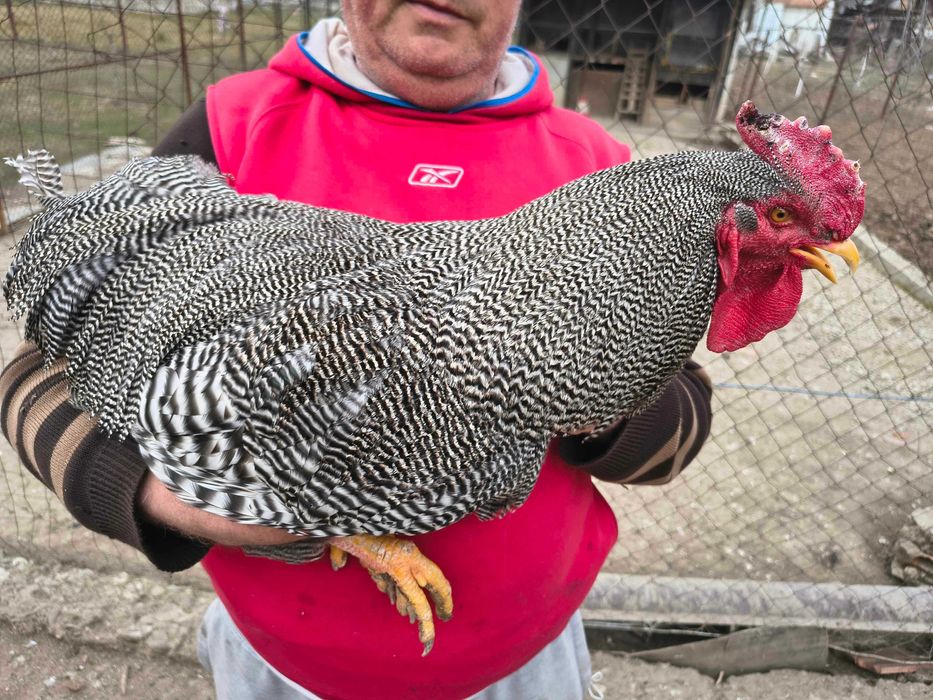 Oua de rasa pentru incubat [Jersey Giant,Plymouth Rock si Marans]