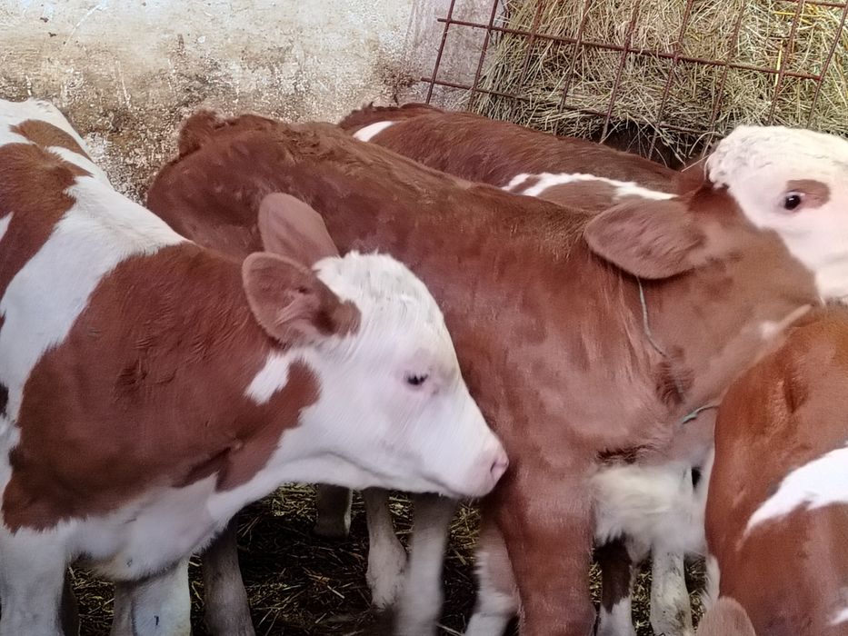 Taurasi și vitele semi intarcati