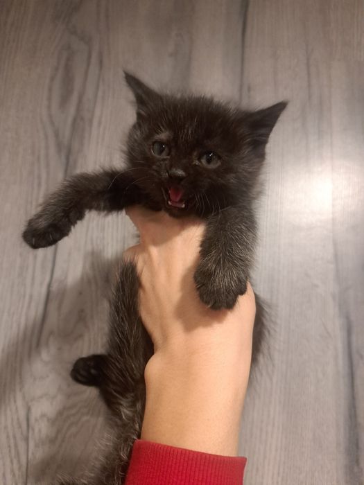 Отдам котят 1,5 мес