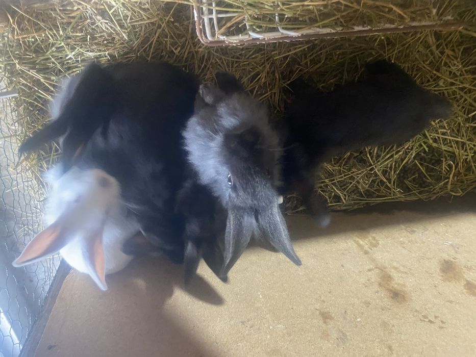 Vand iepuri pui dau mai multe pozd in pv