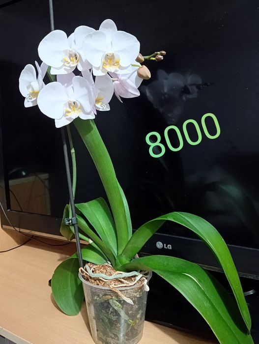 Орхидеи фаленопсис.