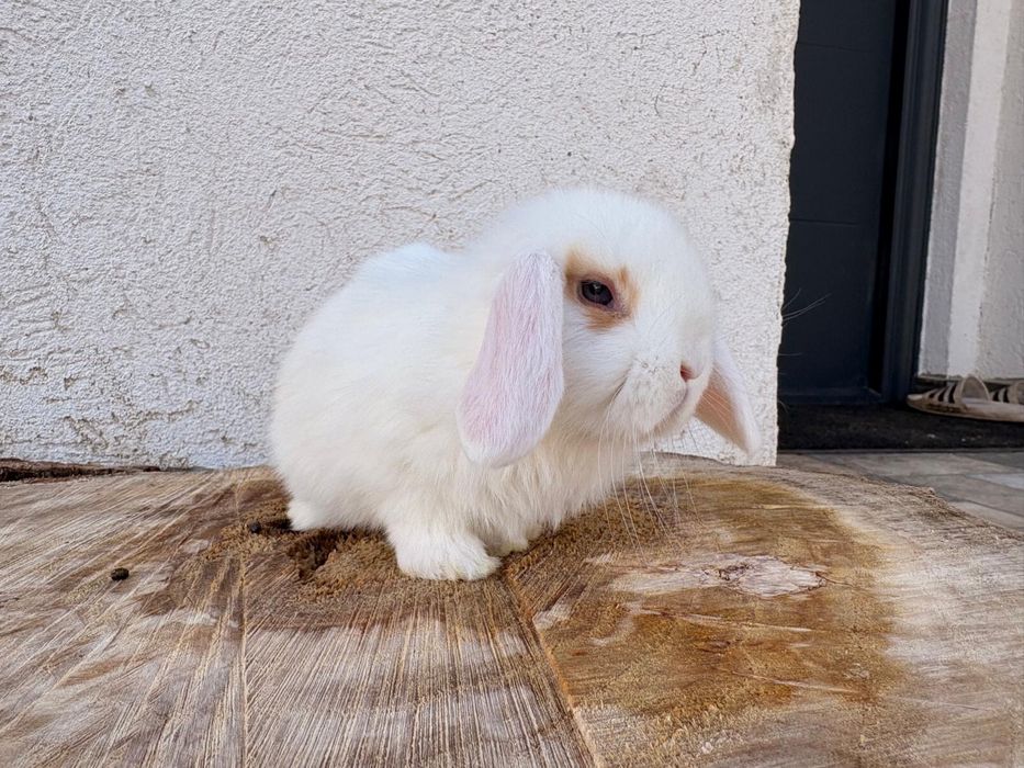 Iepuri pitici de companie berbec pitic/mini lop/holland lop
