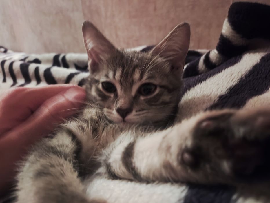 Еда игрушки для кота