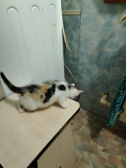 Котята девчата. домашние