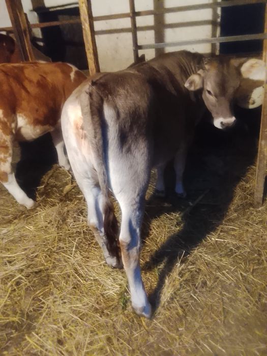 Vând 2 vițele de 8 luni