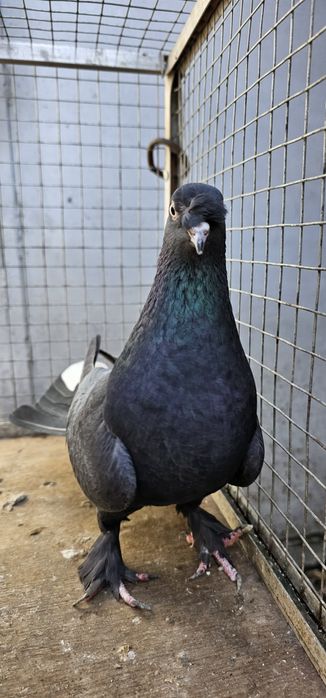 Голуби такла на продажу