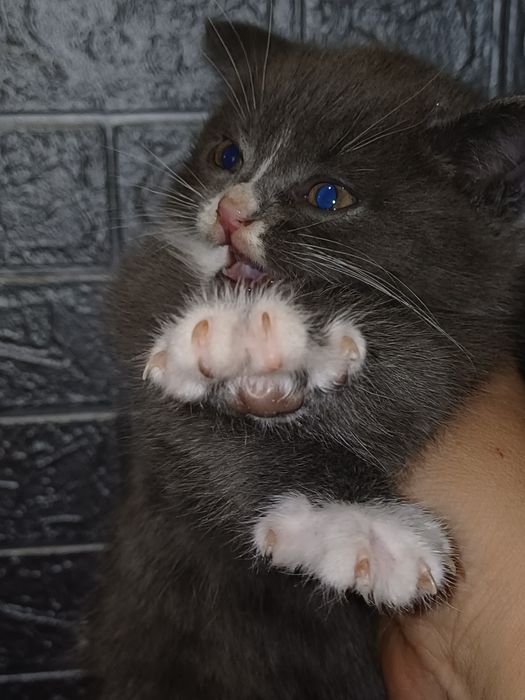 Отдам даром котят