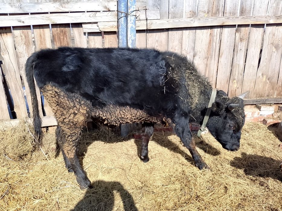 Продам быка .возраст 1год и 2 месяца