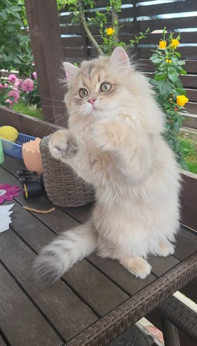 Fetita british longhair blue golden cu pedigree