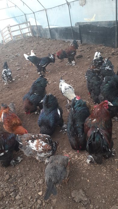 Vând Cocoși Brahman