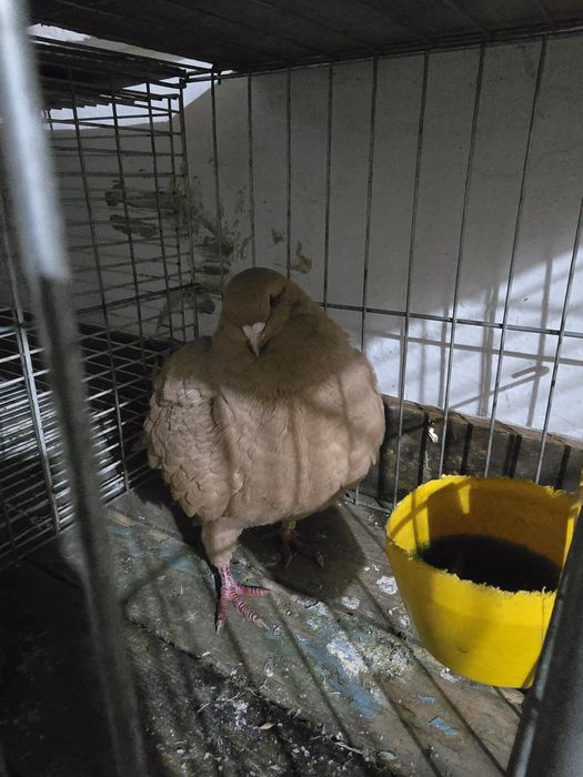 De vanzare femelă king