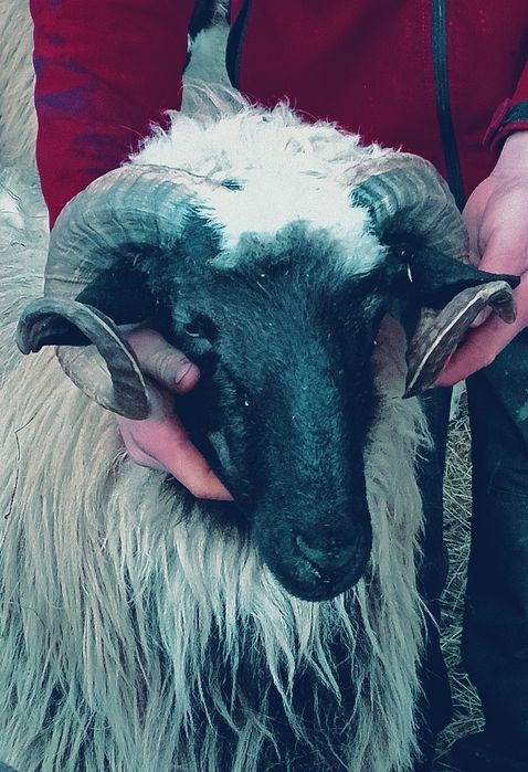 Vând Noatin din oi breze