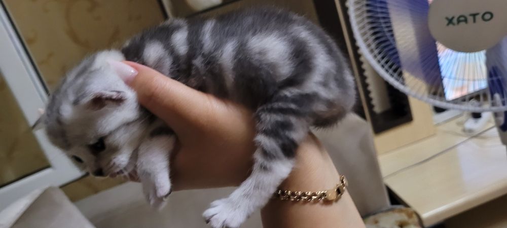 Продажа шотландских котят