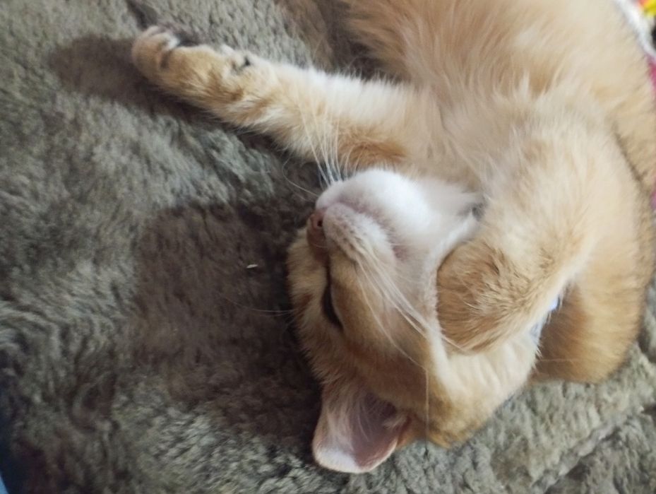 Британская золотая Шиншилла