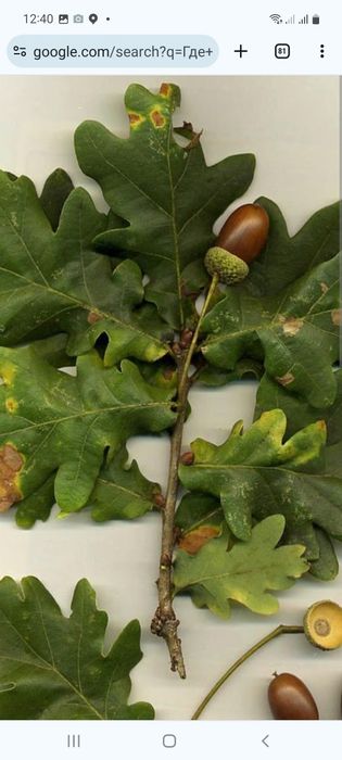 DUB.Daraxti katta va kichik bargli