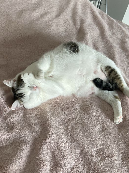 Отдам кошку в добрые руки