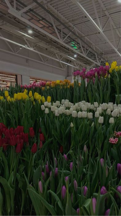 Тюльпаны оптом розница