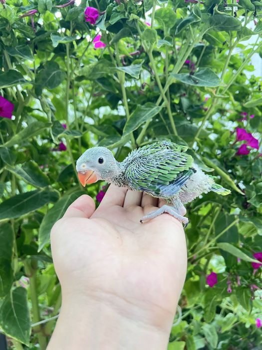 Ajrella Polaponlari sotiladi